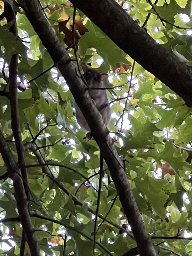 Black Rat from Tirhatuan Park, Dandenong North, VIC, AU on April 29 ...