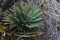 Aciphylla spedenii