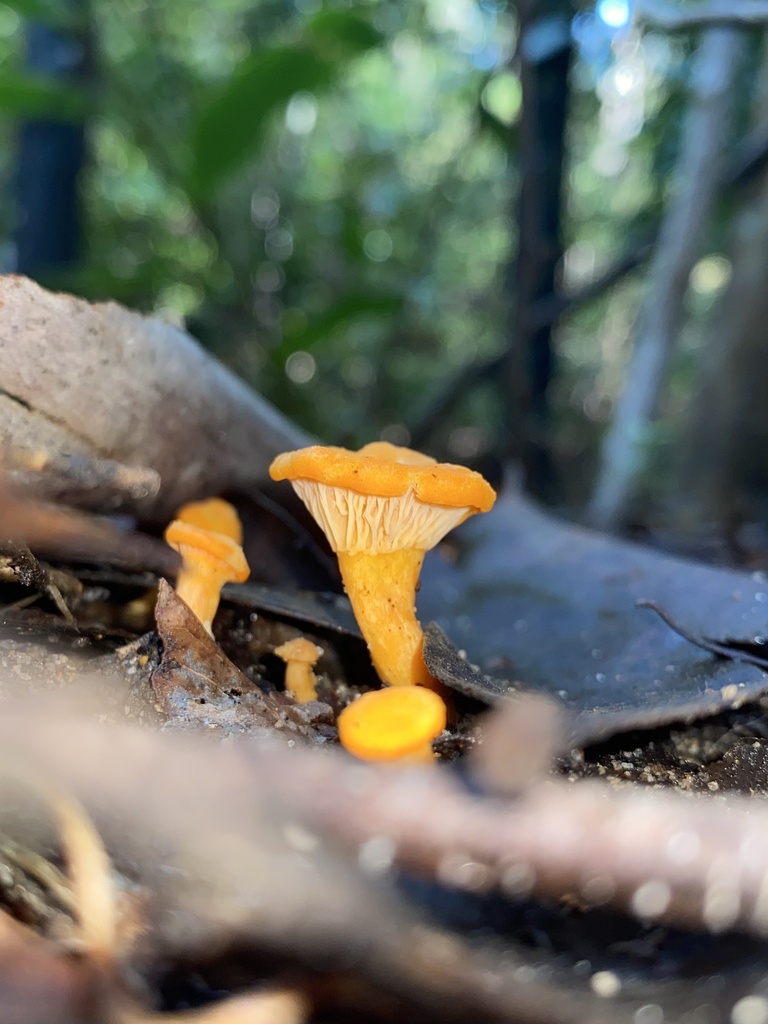 Australian chanterelle from Turramurra, NSW, AU on April 27, 2023 at 09