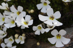 Ourisia caespitosa