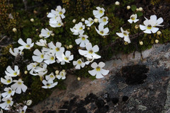 Ourisia caespitosa