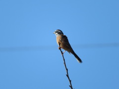 Emberiza cioides