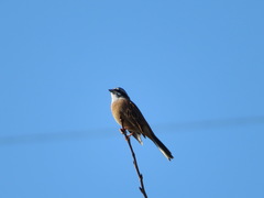 Emberiza cioides