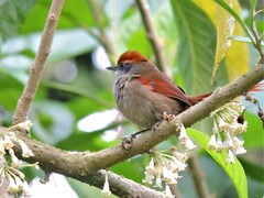 Rufous-Capped Spinetail photo 5