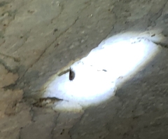 Perimyotis subflavus