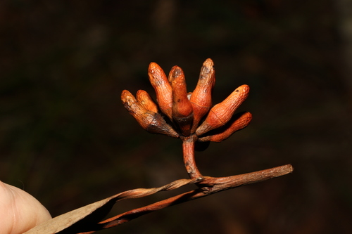 Image of Eucalyptus bancroftii by (c) Greg Tasney, some rights reserved (CC BY-SA)
