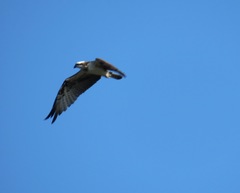 Pandion haliaetus
