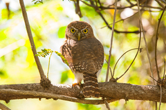Glaucidium siju