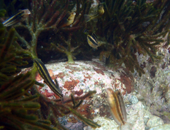 Petroscirtes breviceps