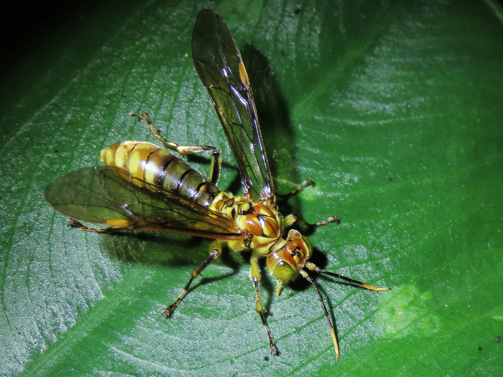 Tenthredo fortunii