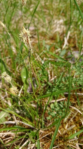 Carex caryophyllea iNat (2)