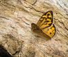 Heteronympha merope merope - Photo (c) Mononymous, some rights reserved (CC BY-NC), uploaded by Mononymous