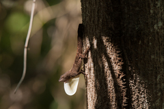 Anolis homolechis