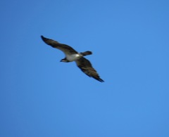 Pandion haliaetus