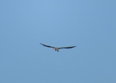 Pandion haliaetus