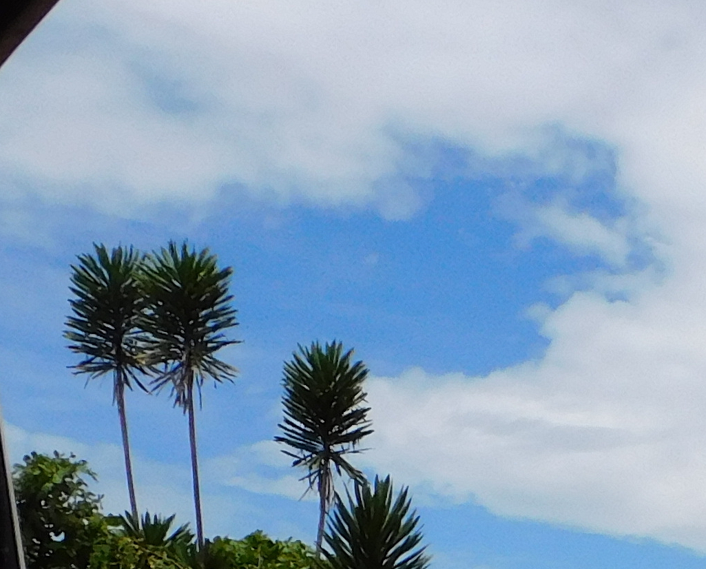 Imagem de Dracena