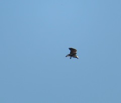 Pandion haliaetus