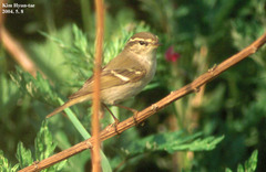 Phylloscopus inornatus