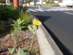 Sonchus oleraceus image