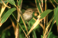 Phylloscopus inornatus