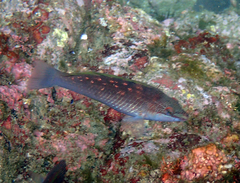 Pseudolabrus sieboldi