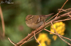 Phylloscopus inornatus