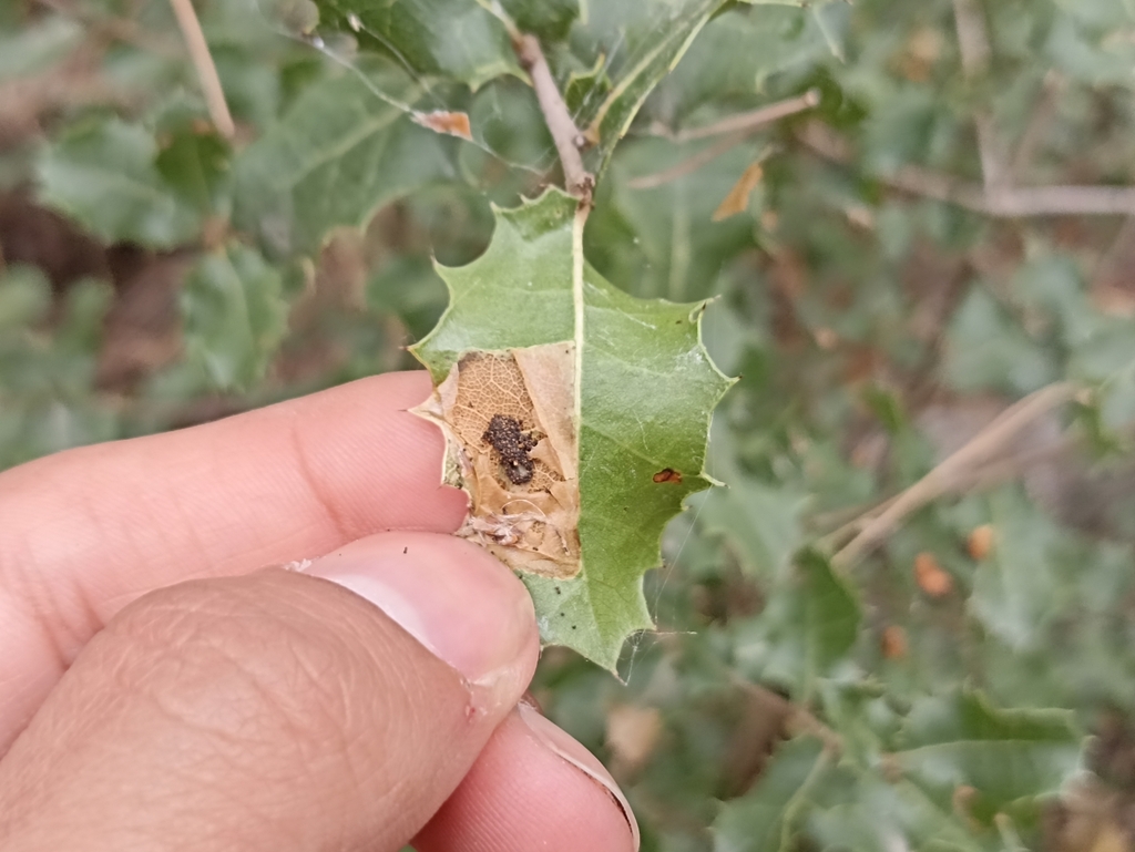 Phyllonorycter rebimbasi