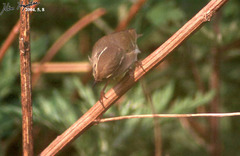 Phylloscopus inornatus