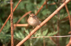 Phylloscopus inornatus