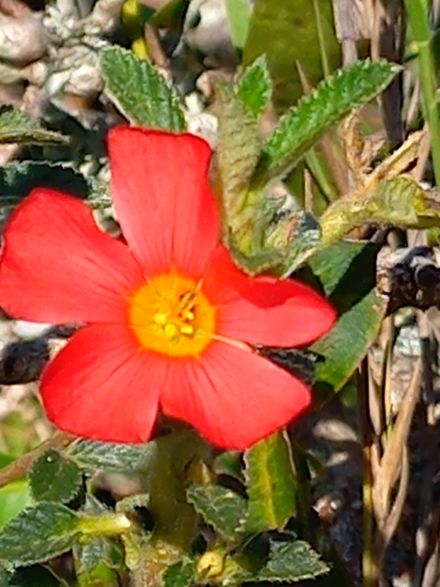 Turnera longiflora