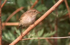 Phylloscopus inornatus
