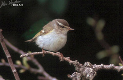 Phylloscopus inornatus
