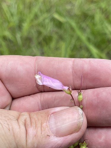 Image of Eustis Lake Beardtongue (Penstemon australis) by no rights reserved