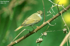 Phylloscopus coronatus