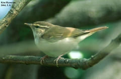 Phylloscopus tenellipes