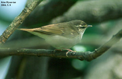 Phylloscopus tenellipes