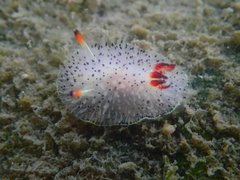 Acanthodoris rhodoceras image