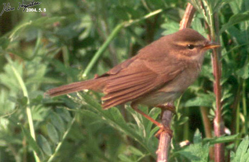 Luì scuro (Phylloscopus fuscatus)
