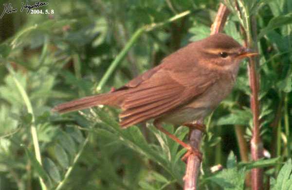 Dusky Warbler (Phylloscopus fuscatus)