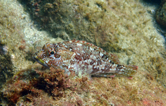Sebastiscus marmoratus