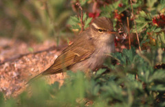 Phylloscopus coronatus