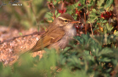 Phylloscopus coronatus