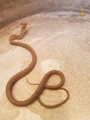 Masticophis fuliginosus