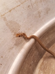 Masticophis fuliginosus