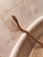 Masticophis fuliginosus
