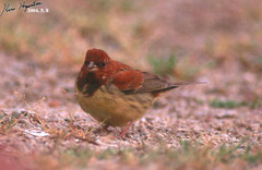 Emberiza rutila