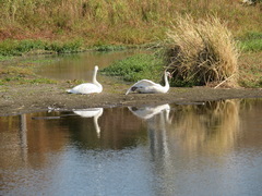 Cygnus olor