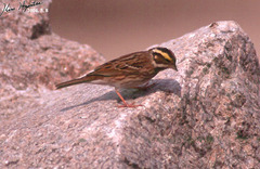 Emberiza chrysophrys