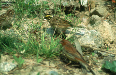 Emberiza chrysophrys