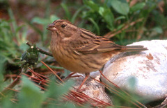 Emberiza rutila